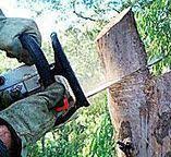 Best Storm Damage Tree Cleanup  in Bay Village, OH