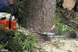 Best Tree Cabling and Bracing  in Bay Village, OH