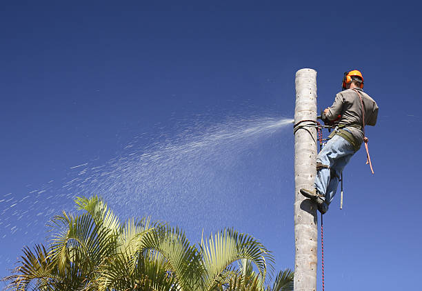 Best Tree Disease Treatment  in Bay Village, OH