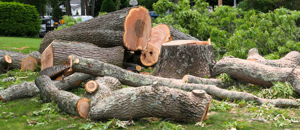 Best Tree Trimming and Pruning  in Bay Village, OH