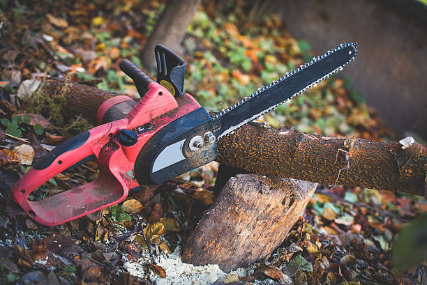 Best Root Management and Removal  in Bay Village, OH
