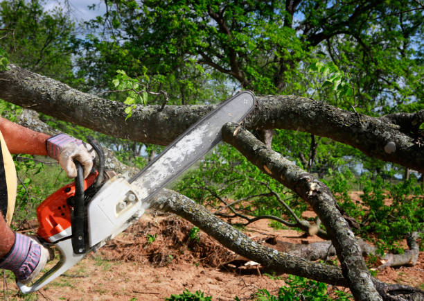 Best Hazardous Tree Removal  in Bay Village, OH