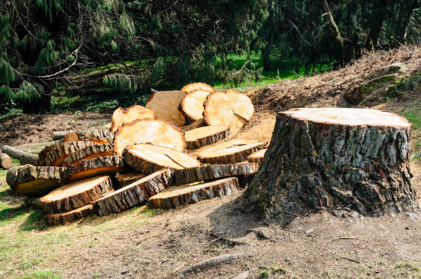 Best Tree Preservation Services  in Bay Village, OH